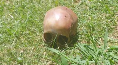 Misterio en Abasto: hallaron un cráneo humano y se activaron las alarmas en la zona oeste