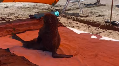 Un lobo marino se metió en una carpa y sorprendió a turistas en la playa de San Clemente