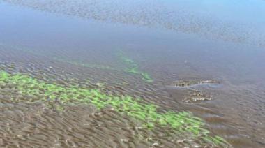 El agua verde en Palo Blanco enciende las alarmas: Berisso bajo alerta amarilla por la invasión de cianobacterias