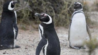 El Gran hermano pingüino: Conicet abre la intimidad de la Patagonia con un streaming las 24 horas