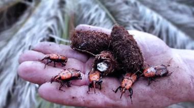 El SENASA detectó una plaga asiática que mata palmeras en la Isla Martín García