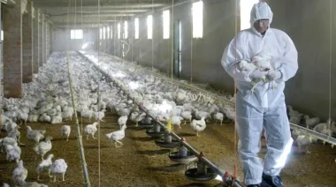 Gripe aviar: confirman caso positivo en una laguna de General Madariaga