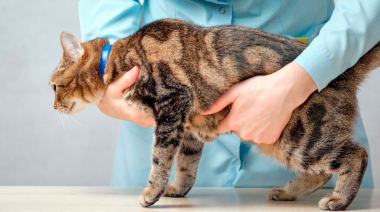 Cáncer en gatos y humanos: la ciencia descubre un origen genético común