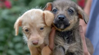 Vecinos y rescatistas se unen en una jornada a beneficio de animales recuperados