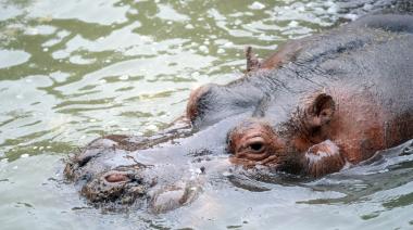 Otra partida más en el Bioparque La Plata: falleció el hipopótamo de casi 26 años
