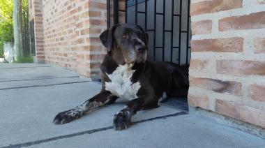 Día del Animal: por qué hoy el país se detiene para honrarlos