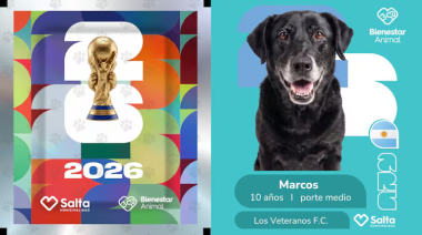 Adopción de perros: el refugio de Salta que presentó mascotas como jugadores de fútbol