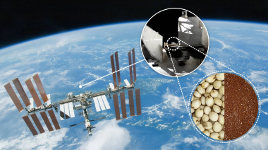 Semillas espaciales de la NASA: el experimento que desafió la radiación cósmica