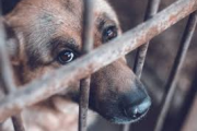 ¿Por qué todos los casos de maltrato animal en La Plata van a una sola fiscalía desde agosto?