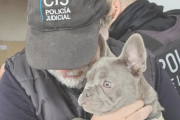 ¿Cómo terminó muerto un bulldog francés en un criadero clandestino de La Plata?