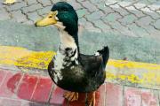 Malo como la Bullrich: un pato irá a juicio por atacar a otras mascotas