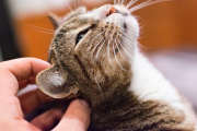 ¿Tu gato te elige a vos? Descubrilo con estas claves para construir un vínculo real