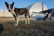 Perros de Chernóbil: La historia genética que los hizo casi inmunes al cáncer