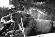 Leones de Tsavo: la leyenda oscura