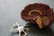 Cómo el cerebro supera el miedo y forma recuerdos