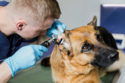 Cómo cuidar a tus mascotas con medicina preventiva y controles veterinarios