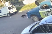 Indignación en Bahía Blanca por el atropello y maltrato a un cachorro