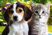 ¿Quién es más inteligente, el perro o el gato?