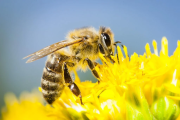 Cómo los agroquímicos afectan a las abejas y los ecosistemas