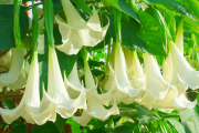 Plantas peligrosas que parecen inofensivas
