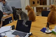 La revolución felina que cambió una oficina para siempre