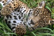 Día Internacional del Jaguar: símbolo de vida y cultura