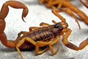 Alacranes en expansión: la UNLP acelera la carrera por un antídoto contra el escorpionismo