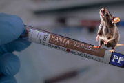 Hantavirus en La Plata: alarma por aumento de contagios, seis muertes y máxima prevención
