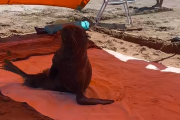 Un lobo marino se metió en una carpa y sorprendió a turistas en la playa de San Clemente