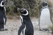 El Gran hermano pingüino: Conicet abre la intimidad de la Patagonia con un streaming las 24 horas
