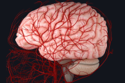Cómo el cerebro regula el flujo sanguíneo segundo a segundo, según un estudio clave