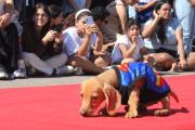 Gran desfile de mascotas en La Plata: cuándo, dónde y cómo inscribirse