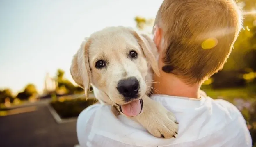 Pet Parenting: claves para la salud física y emocional de perros y gatos