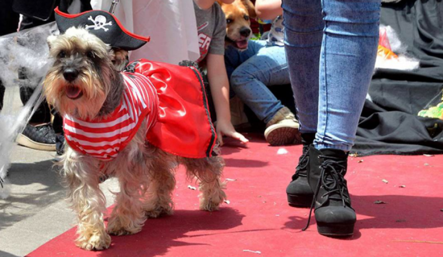 La Plata se disfraza de amor animal: llega el Gran Desfile de Mascotas  edición Halloween - Primera Página
