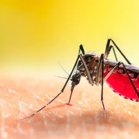 Mosquitos en La Plata: ¿por qué siguen pese al frío?