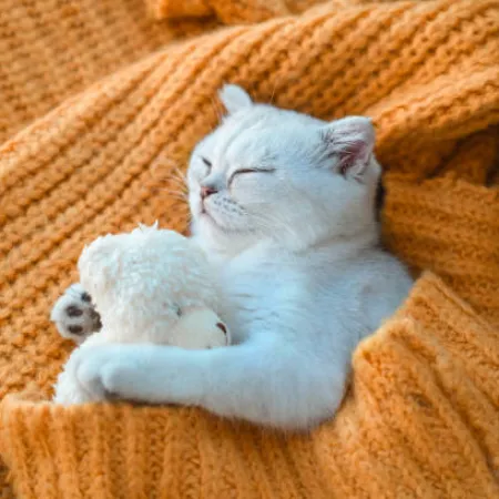 ¿Dónde duermen los gatos en noches frías? La respuesta te puede sorprender
