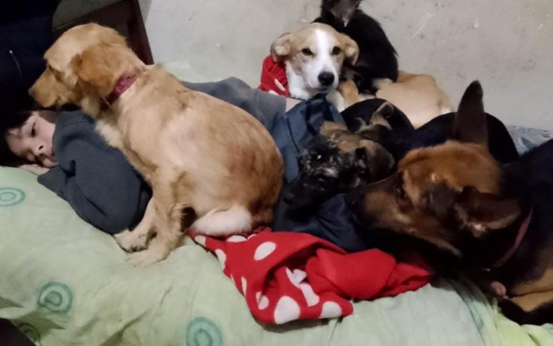 Insisten con sacrificar a 9 perros que ayudan a niños discapacitados: habla la madre