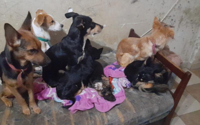 Infierno en Villa Elisa: quieren sacrificar a 9 perros que ayudan a niños discapacitados