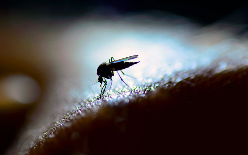 Emergencia por dengue en Argentina: alerta nacional por aumento de casos y mortalidad