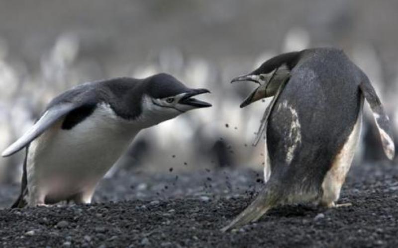 Pingüinera en llamas: la guerra entre Los Cuervos y La Cámpora asusta a CFK y Kicillof