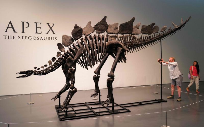 Un fósil de estegosaurio rompe récord en subasta, generando debate sobre patrimonio paleontológico