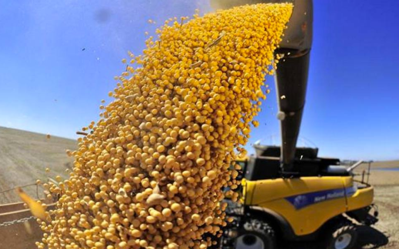 Mucha soja y maíz para Javi: desafiando al clima y las plagas, asoma una cosecha récord