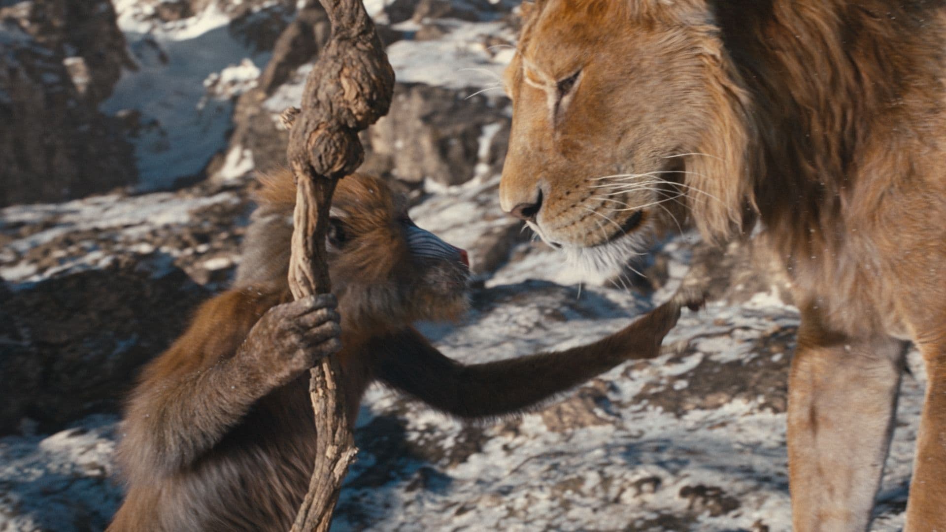 Disney confirmó la fecha de estreno de Mufasa, la segunda live action de El  Rey León