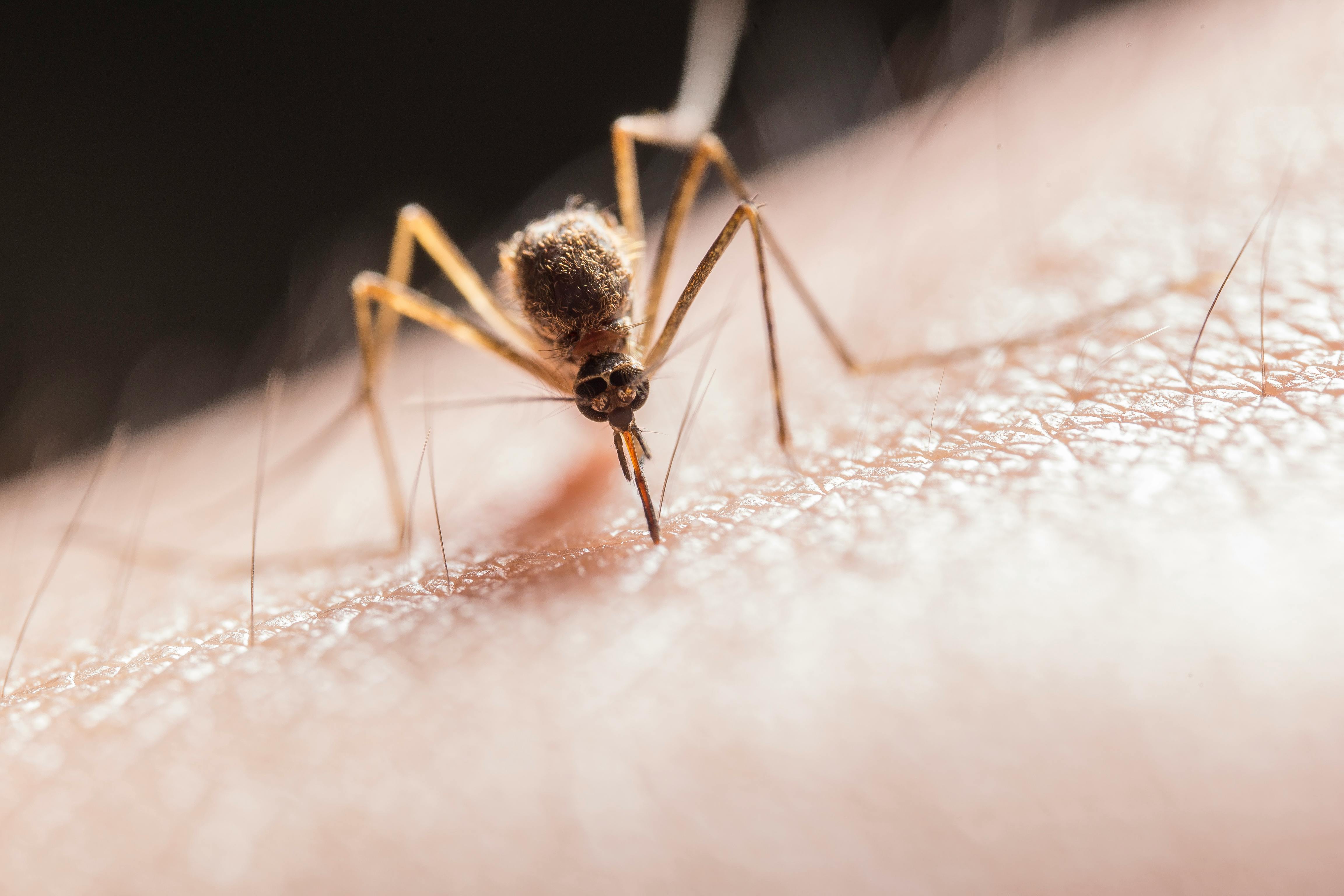 Dengue en la Argentina: los 7 síntomas que alertan una atención inmediata -  El Cronista